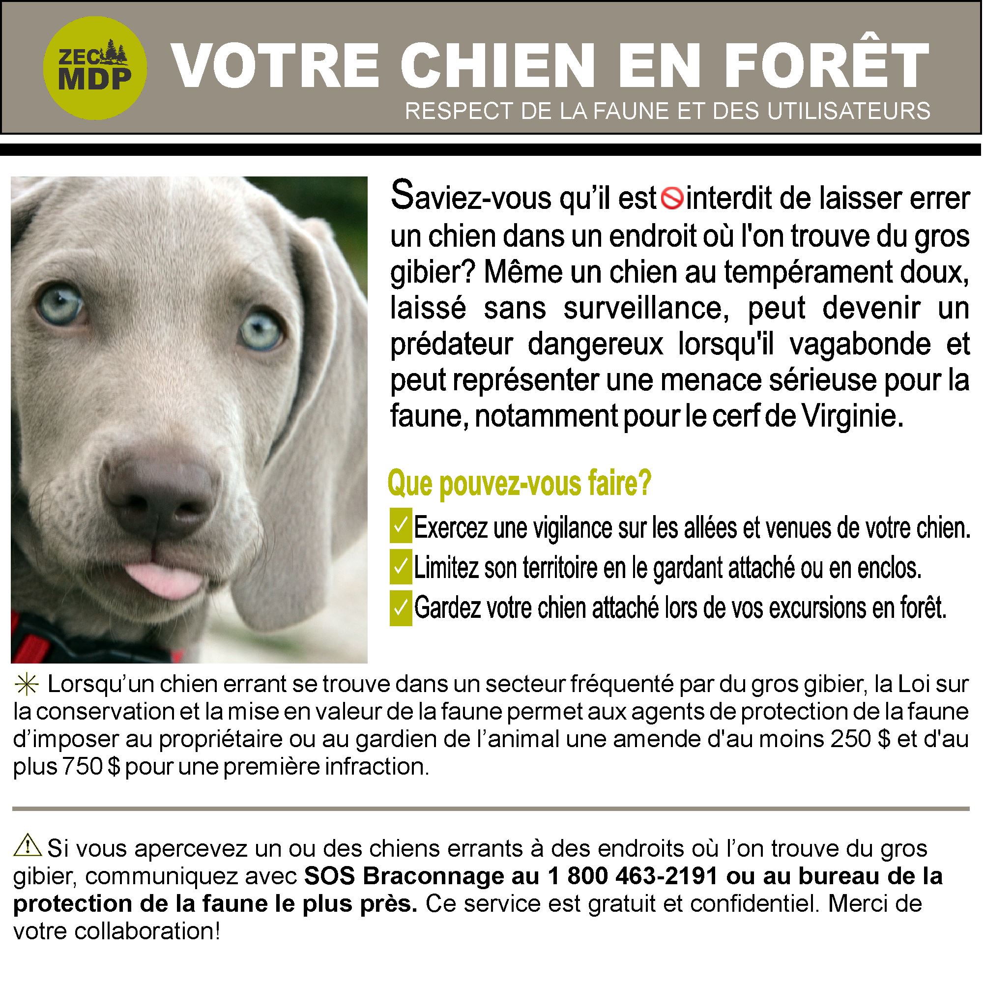 chien en laisse